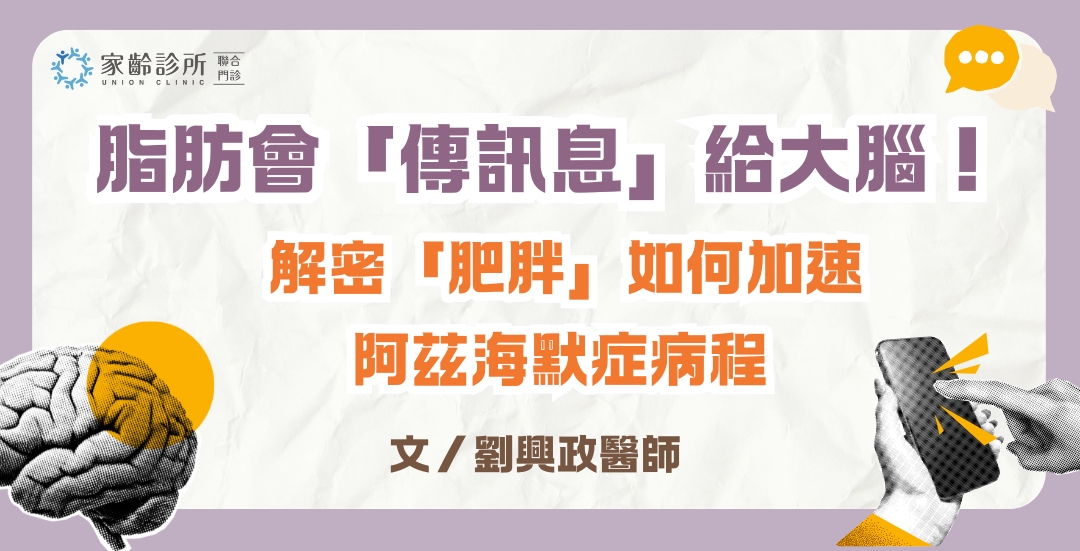 脂肪會「傳訊息」給大腦！解密「肥胖」如何加速阿茲海默症病程